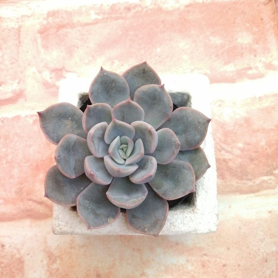 まめこ様ご依頼分 柚子葉他 多肉 エケベリア