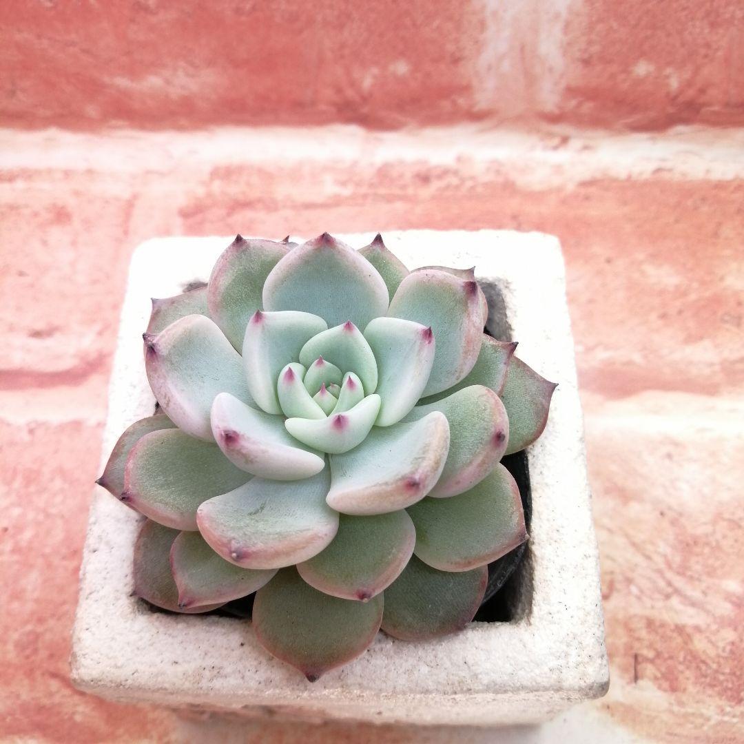 まめこ様ご依頼分 柚子葉他 多肉 エケベリア