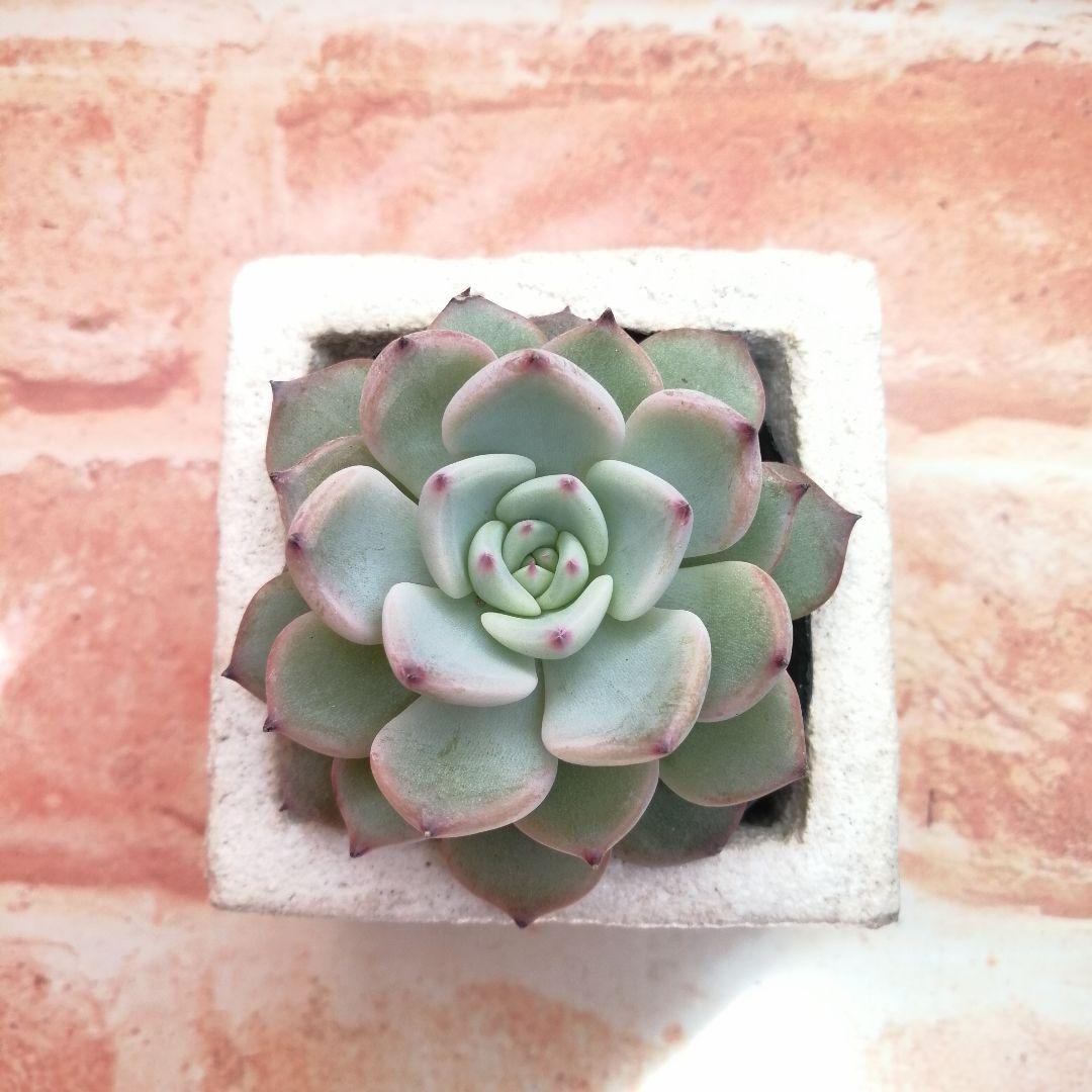 まめこ様ご依頼分 柚子葉他 多肉 エケベリア