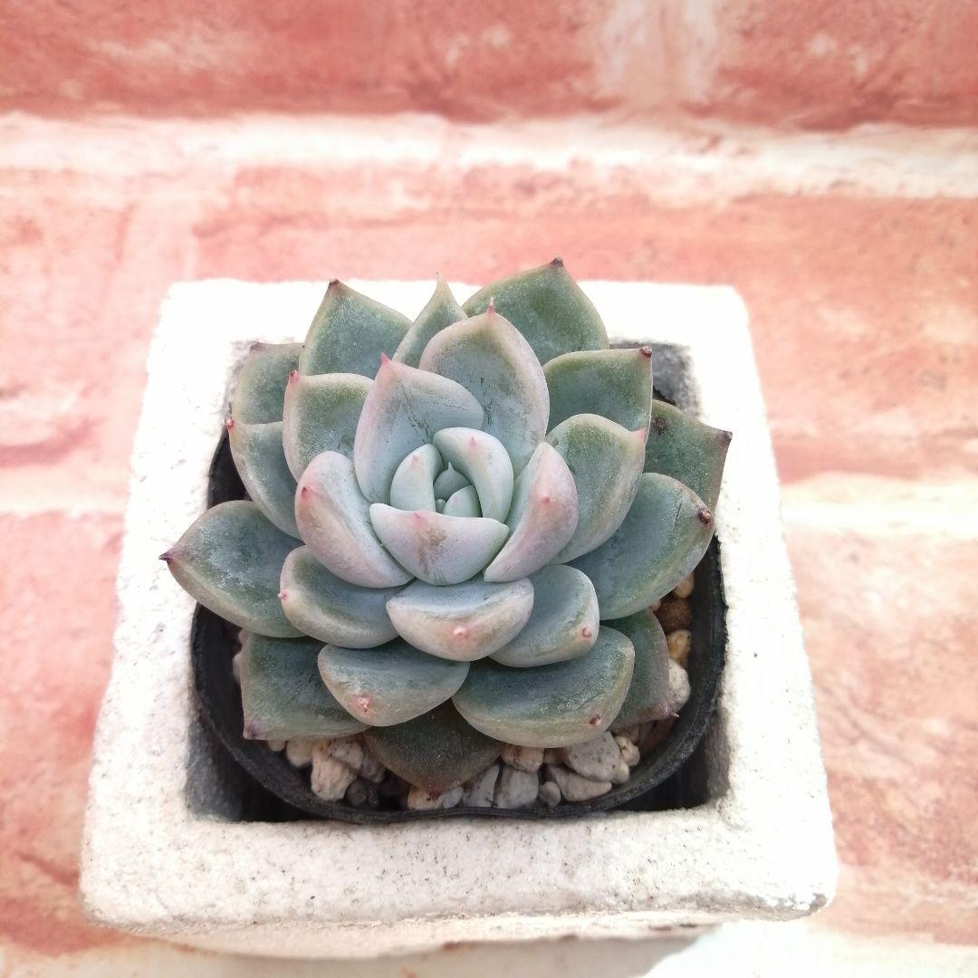 まめこ様ご依頼分 柚子葉他 多肉 エケベリア