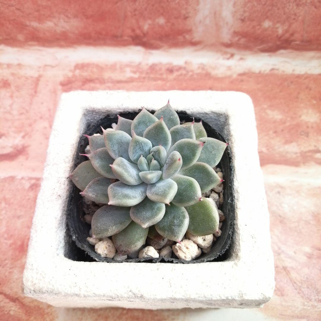 まめこ様ご依頼分 柚子葉他 多肉 エケベリア