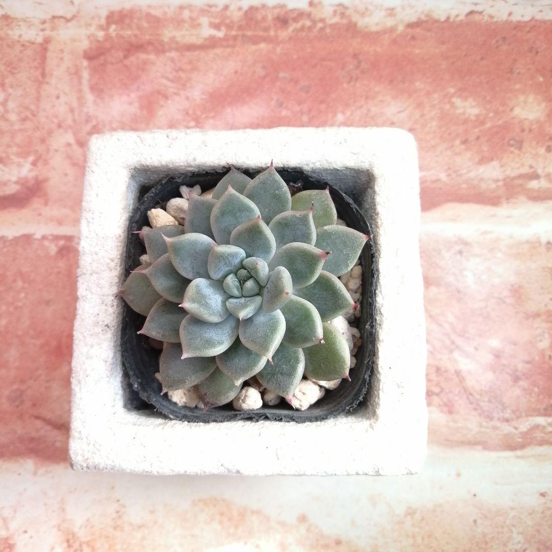 まめこ様ご依頼分 柚子葉他 多肉 エケベリア