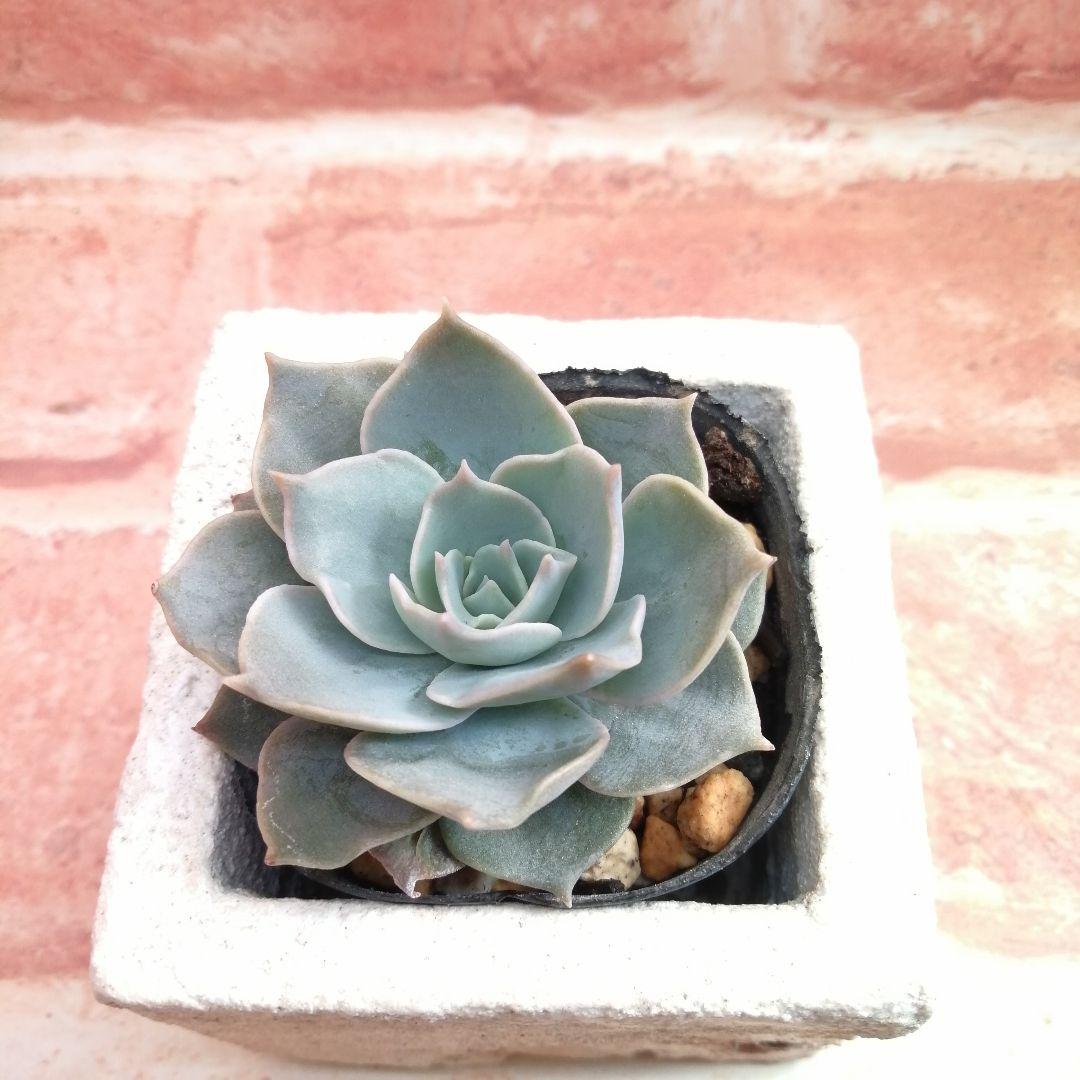 まめこ様ご依頼分 柚子葉他 多肉 エケベリア