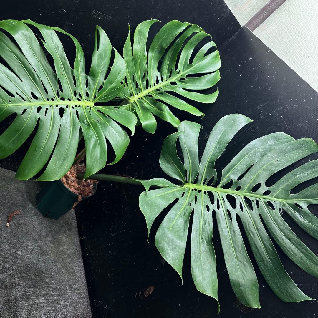 よ*君様 モンステラデリシオーサマクロコズム超希少系統鉢植え79㎝