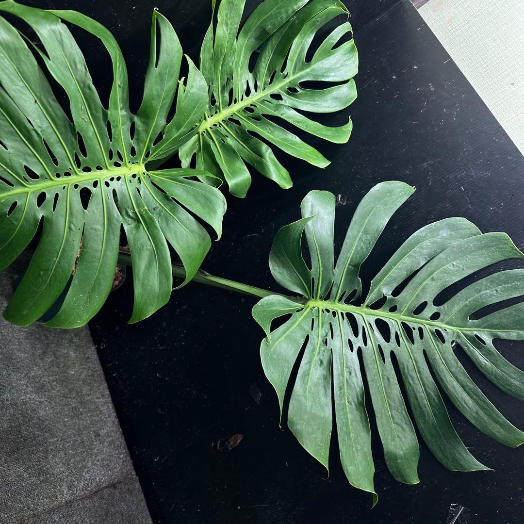 よ*君様 モンステラデリシオーサマクロコズム超希少系統鉢植え79㎝