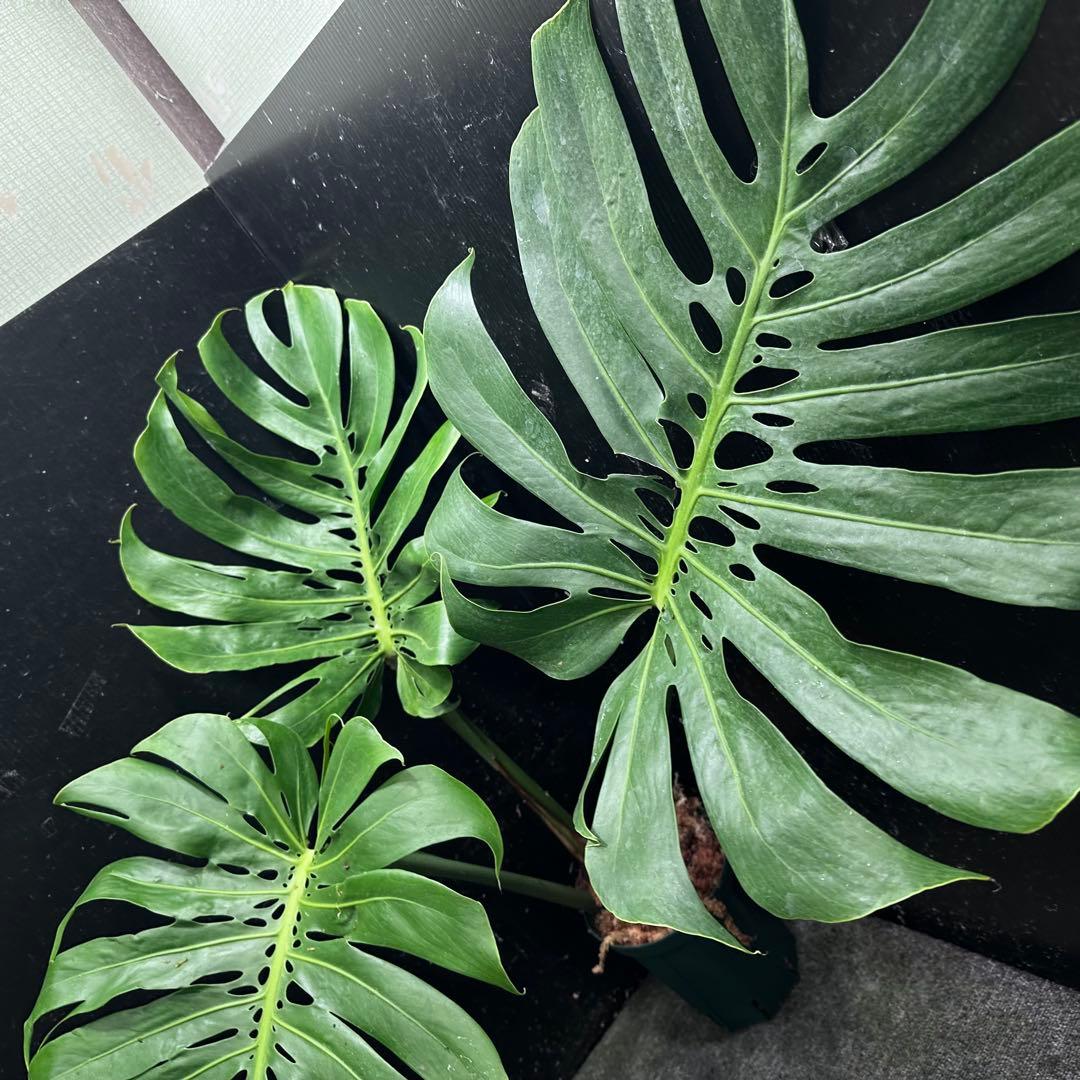 よ*君様 モンステラデリシオーサマクロコズム超希少系統鉢植え79㎝