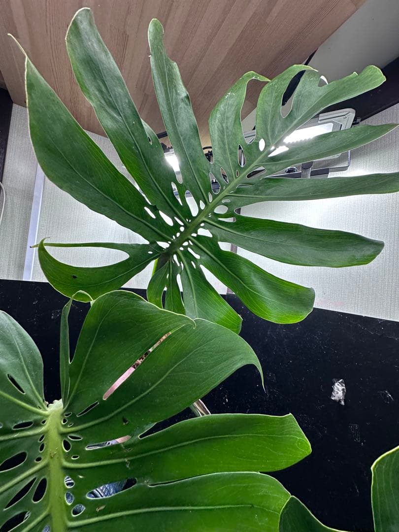 よ*君様 モンステラデリシオーサマクロコズム超希少系統鉢植え79㎝