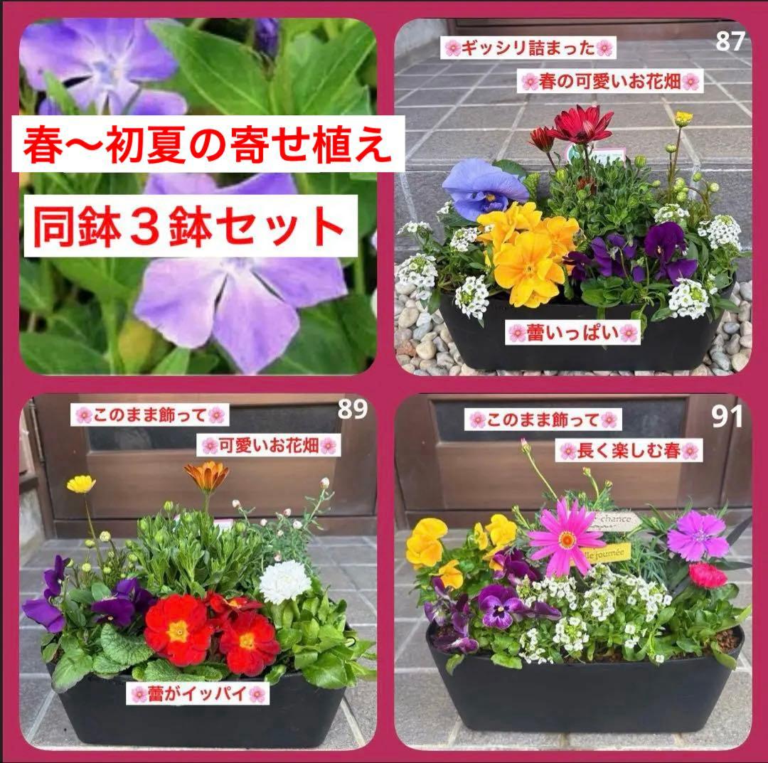 878991☆春から長く楽しむ寄せ植え☆３鉢セット☆