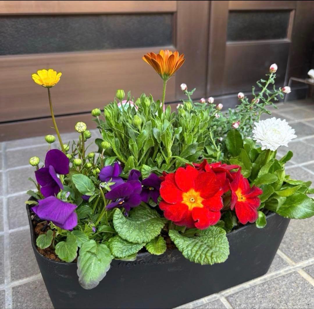 878991☆春から長く楽しむ寄せ植え☆３鉢セット☆