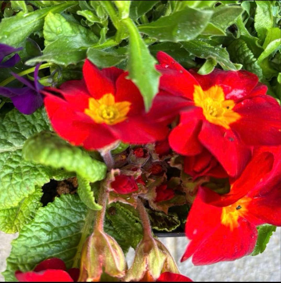 878991☆春から長く楽しむ寄せ植え☆３鉢セット☆