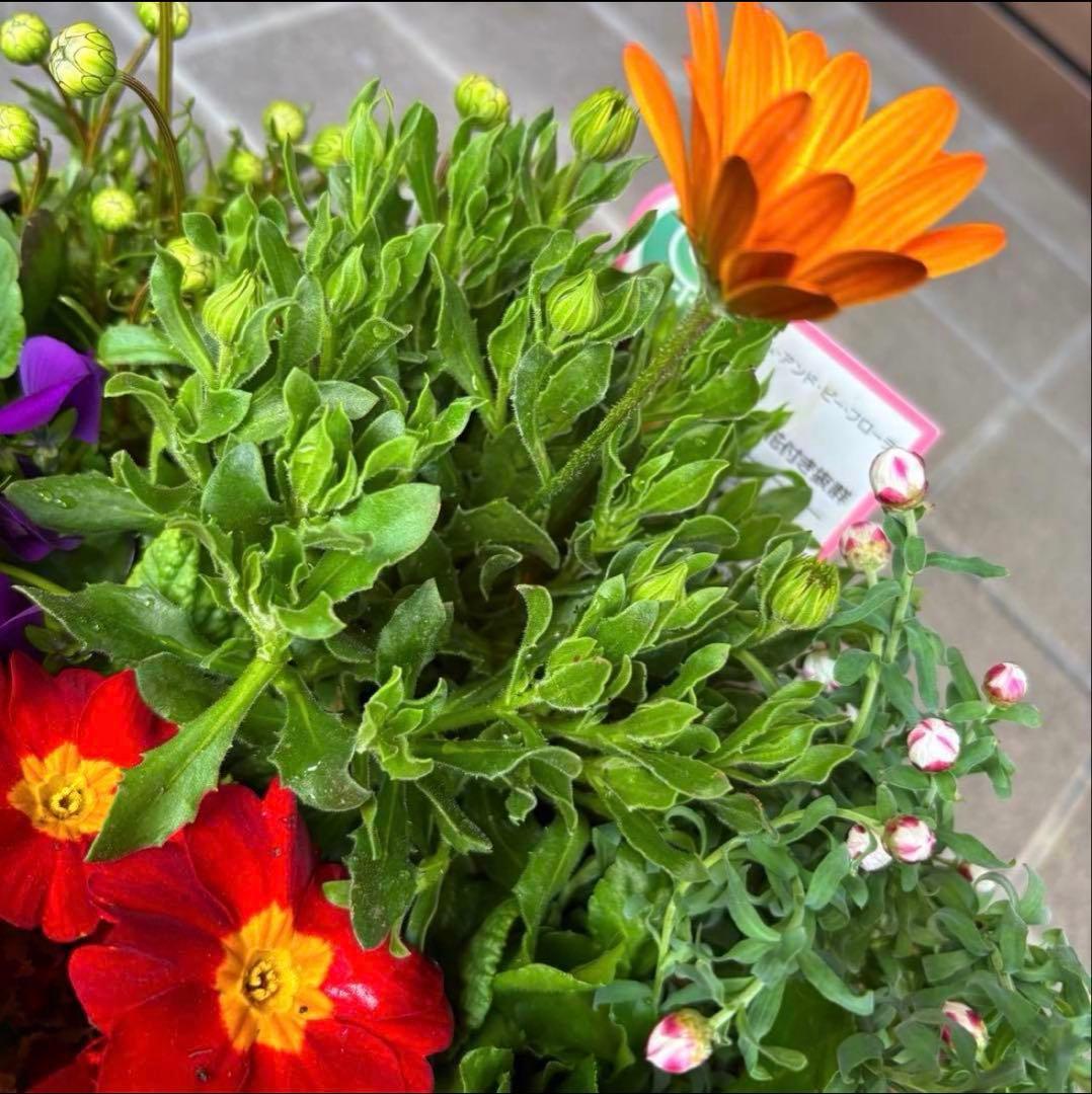 878991☆春から長く楽しむ寄せ植え☆３鉢セット☆