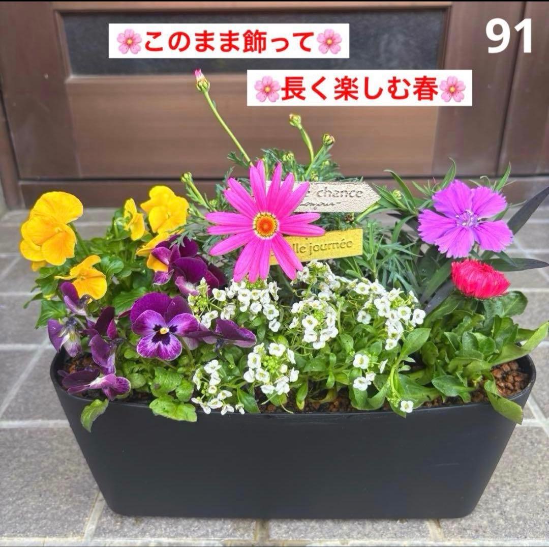878991☆春から長く楽しむ寄せ植え☆３鉢セット☆