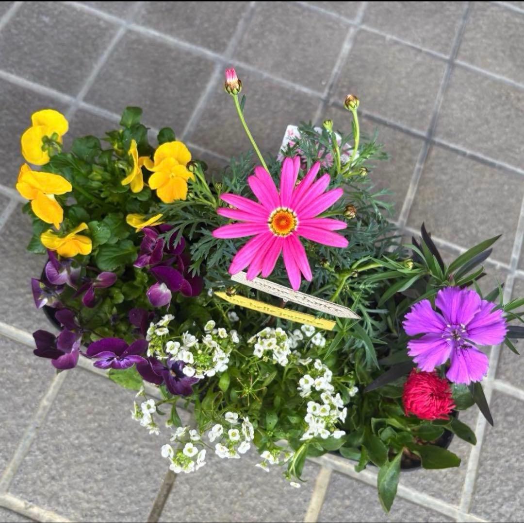 878991☆春から長く楽しむ寄せ植え☆３鉢セット☆