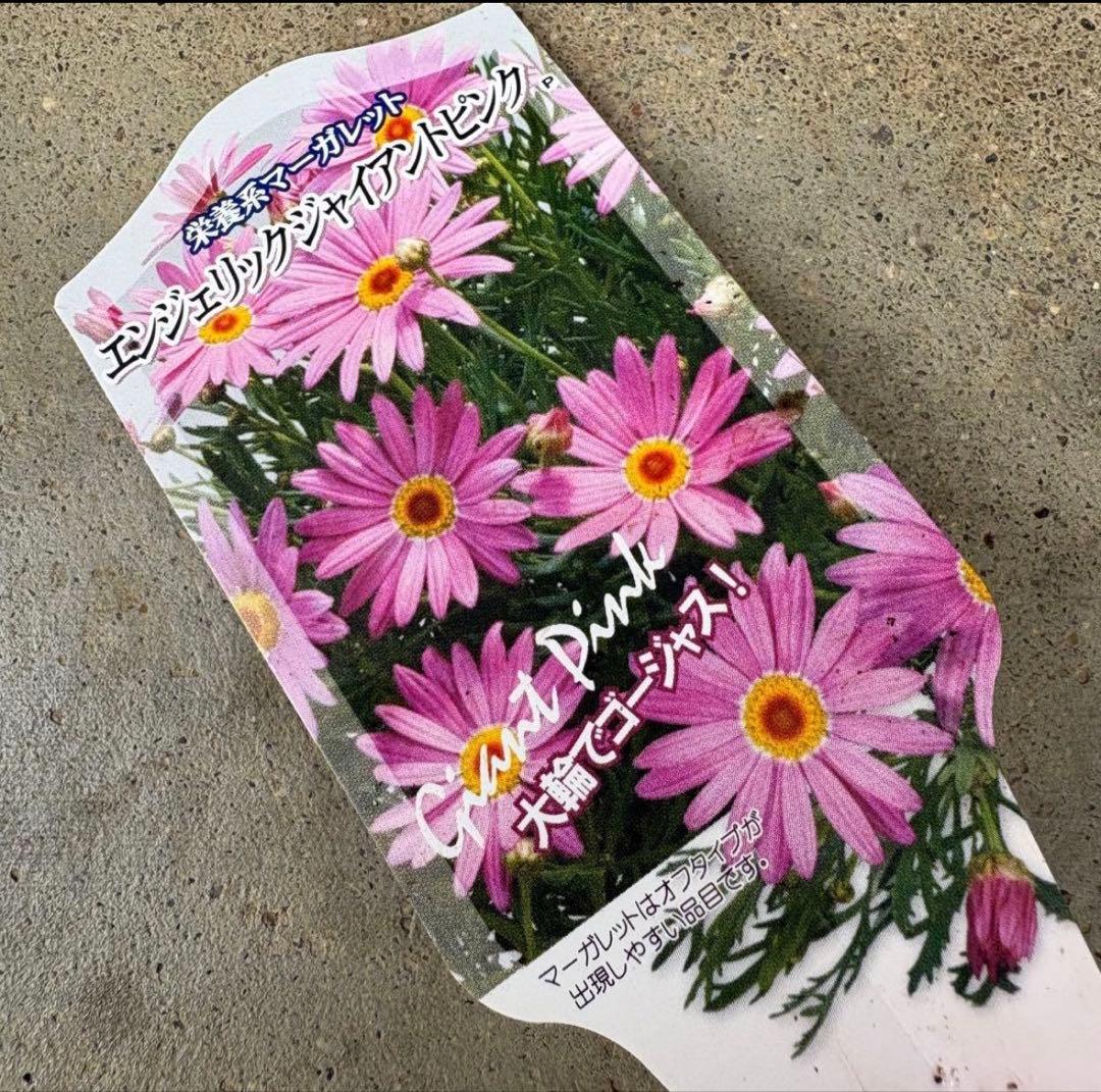 878991☆春から長く楽しむ寄せ植え☆３鉢セット☆