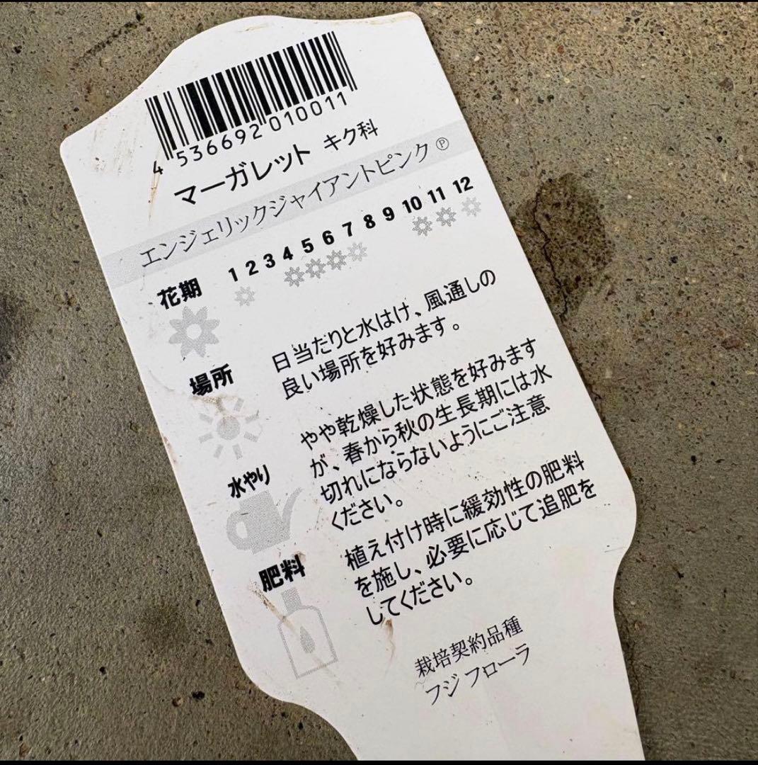 878991☆春から長く楽しむ寄せ植え☆３鉢セット☆
