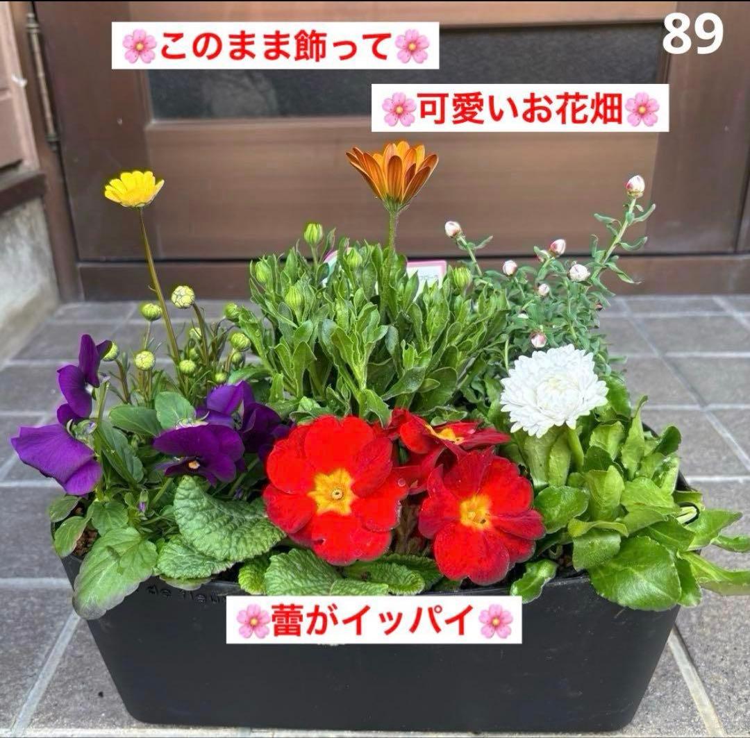 878991☆春から長く楽しむ寄せ植え☆３鉢セット☆