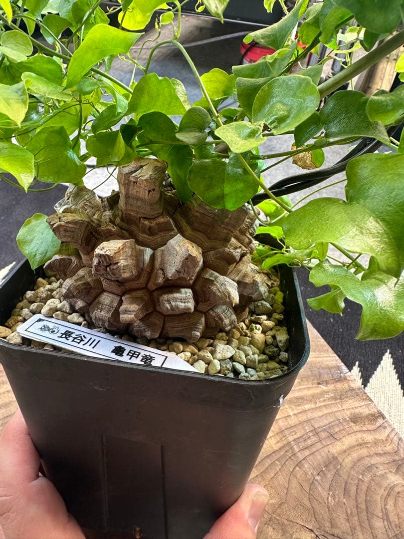 年末SALE 長谷川亀甲竜