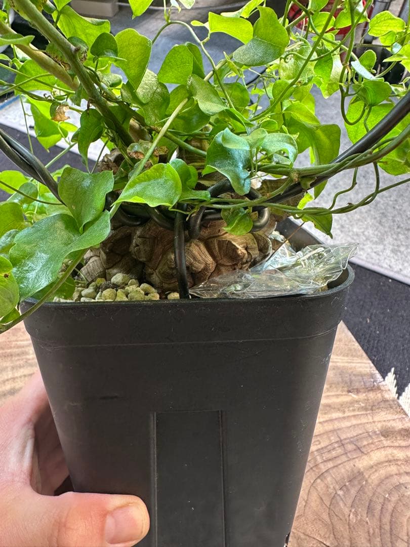 年末SALE 長谷川亀甲竜