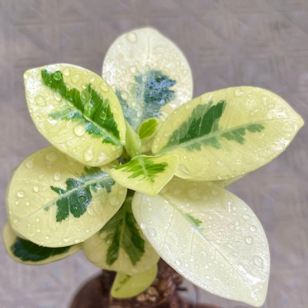 【安心の発根済株/接木/鉢込】斑入り パンダガジュマル 白多め 芽吹き5か所