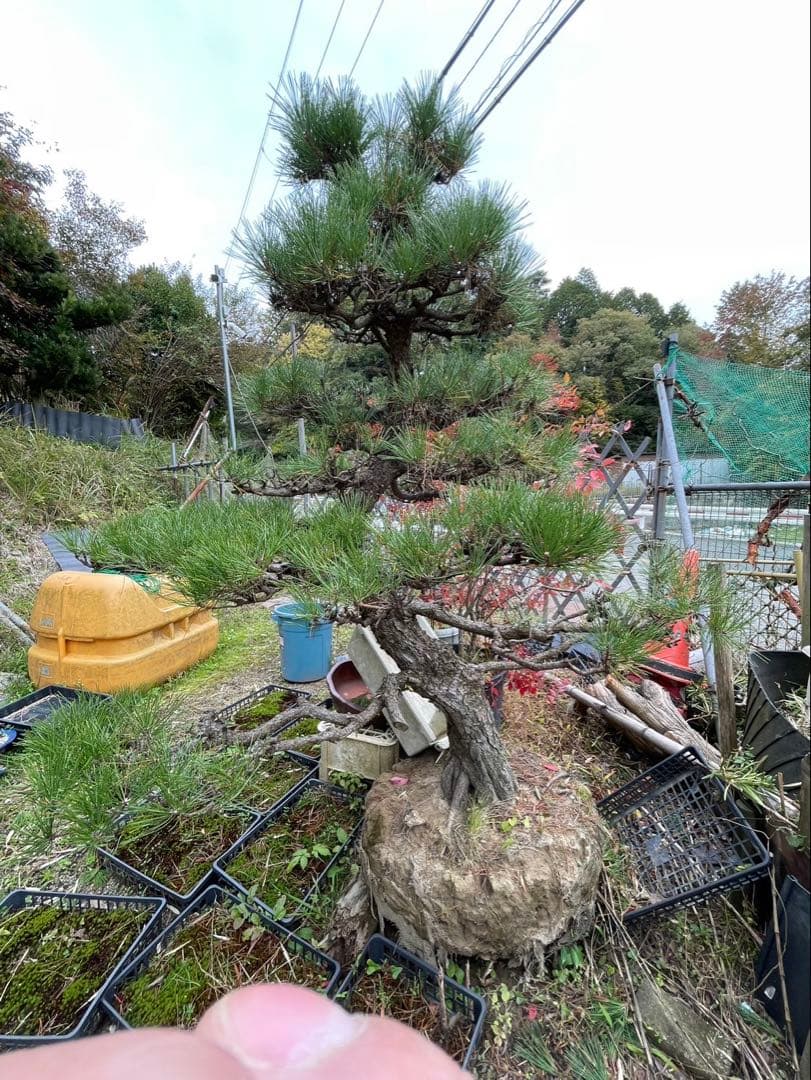 特大 黒松盆栽 樹齢50年 幹太・存在感抜群（樹高約2m）