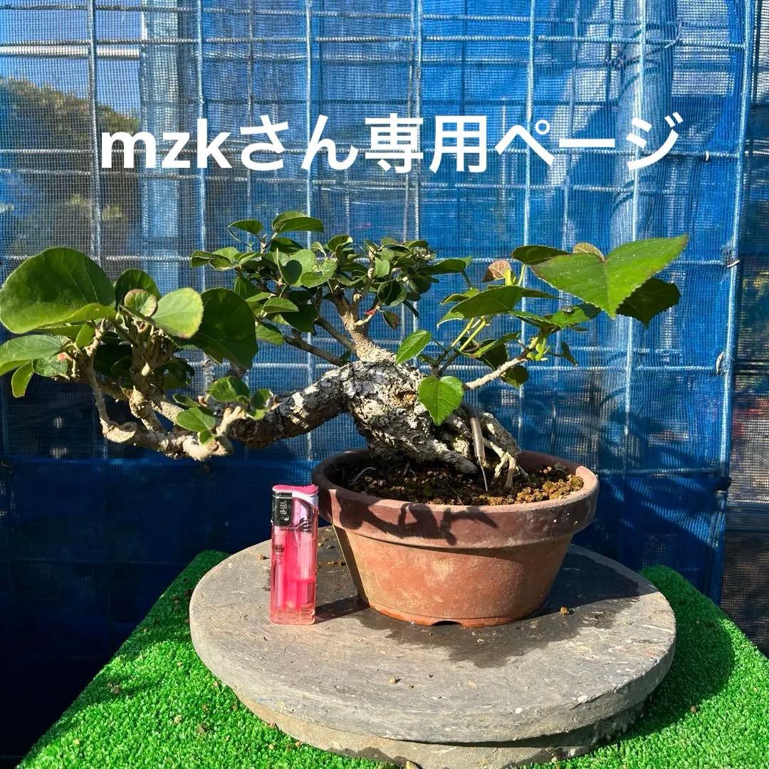 面白い曲がり枝 のゆうな