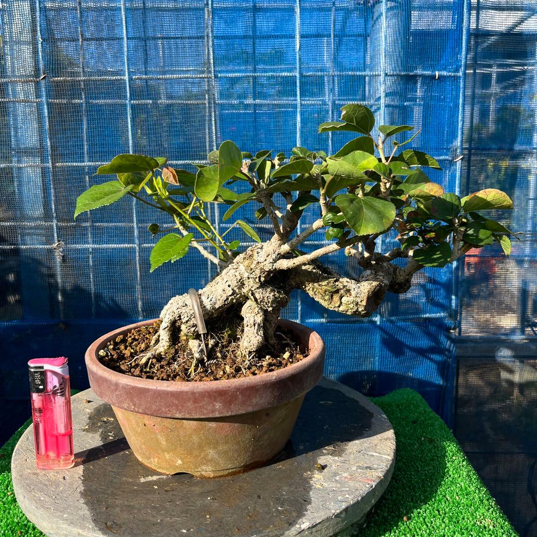 面白い曲がり枝 のゆうな