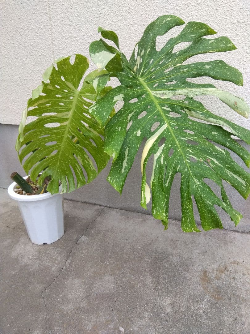 モンステラ　イエローモンスター　斑入り　７号鉢つき　巨大葉❗