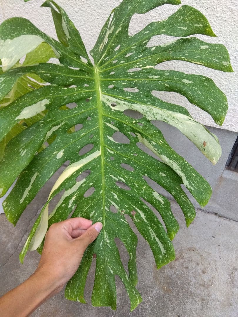 モンステラ　イエローモンスター　斑入り　７号鉢つき　巨大葉❗