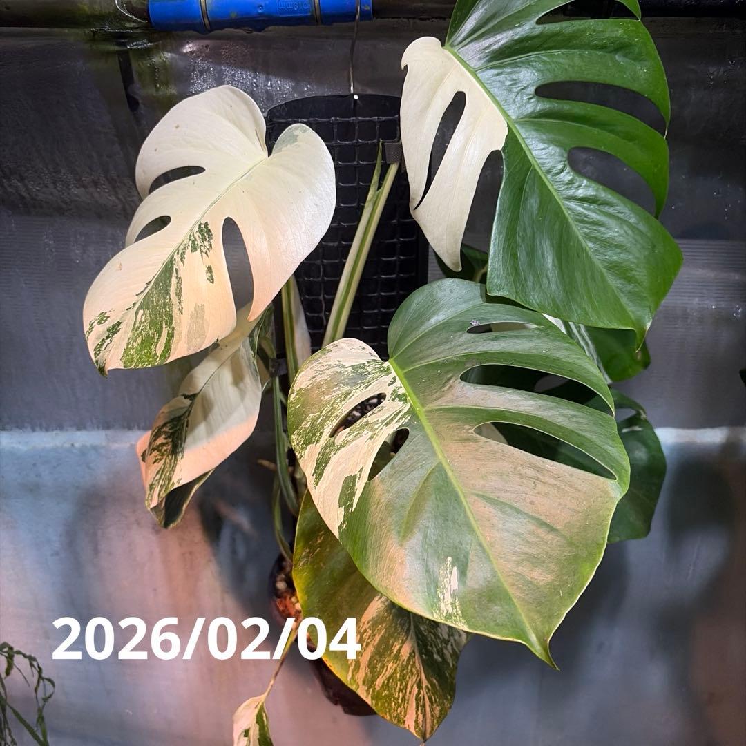 極斑入りモンステラ　ホワイトタイガー