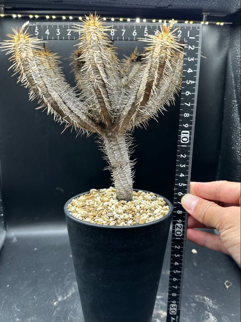 ユーフォルビア・ギラウミニアナ実生