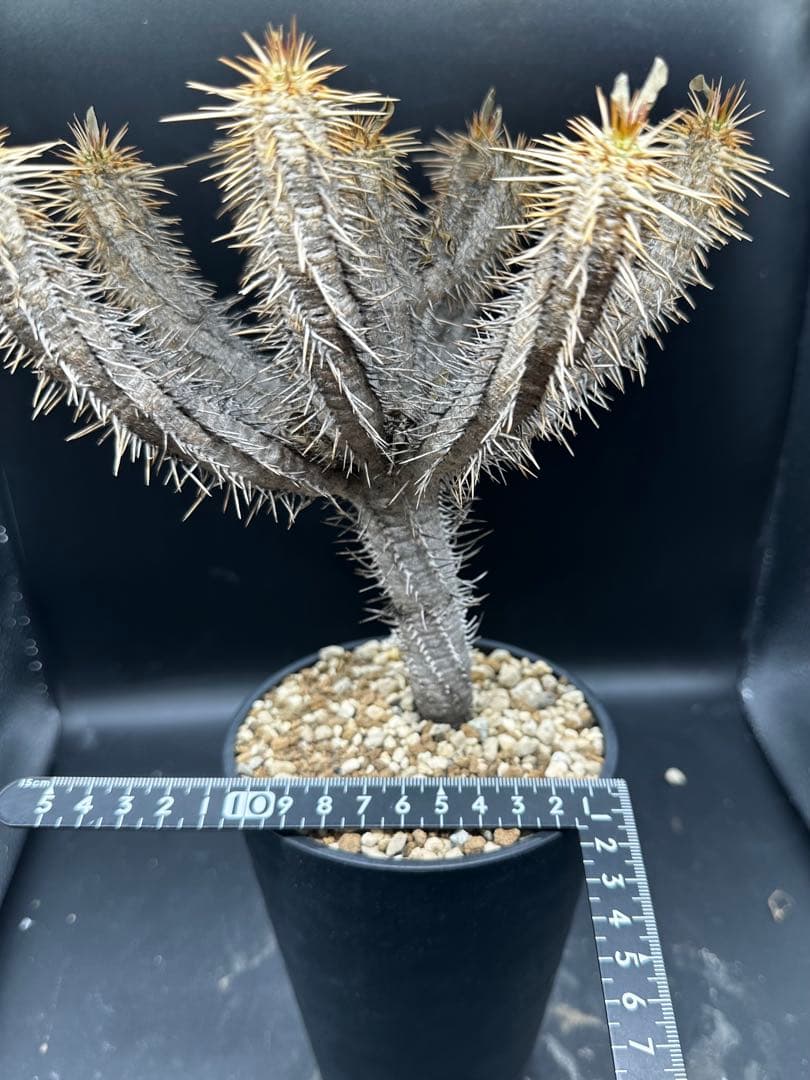 ユーフォルビア・ギラウミニアナ実生