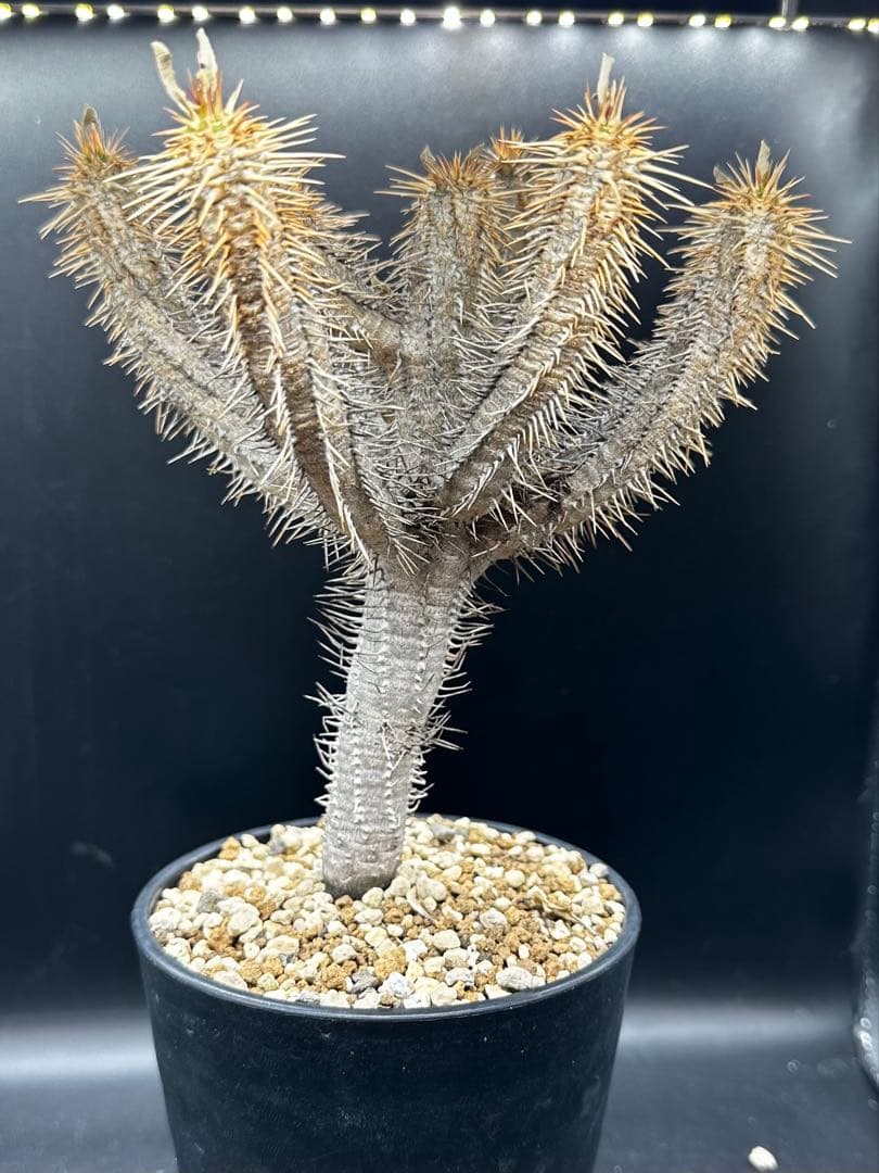 ユーフォルビア・ギラウミニアナ実生