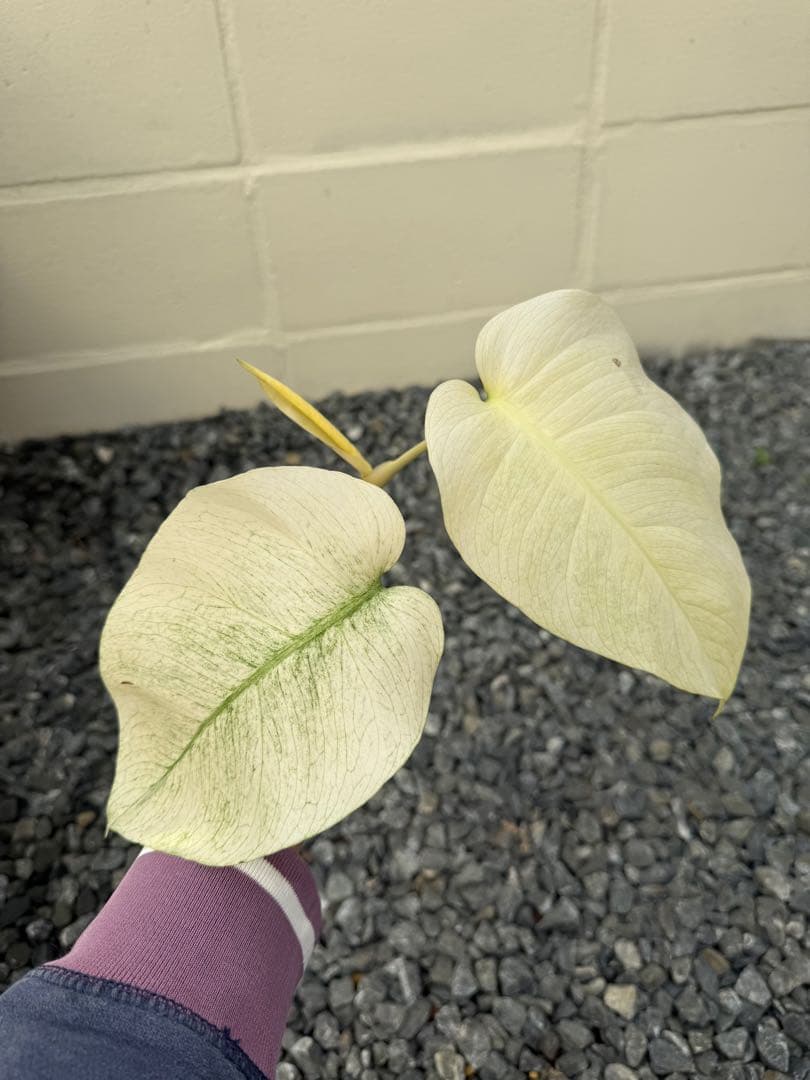 モンステラ　デリシオーサ　ボルシギアナ　フルミント