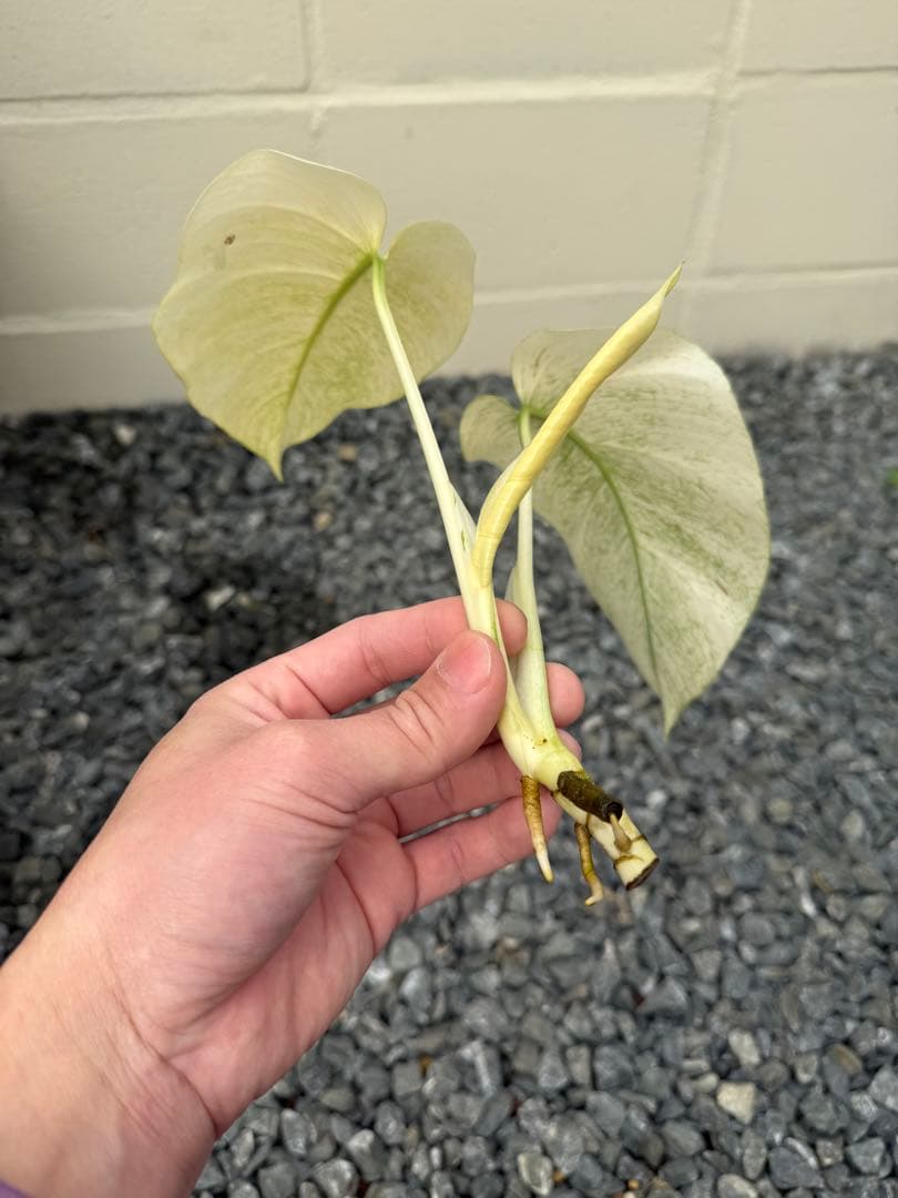 モンステラ　デリシオーサ　ボルシギアナ　フルミント