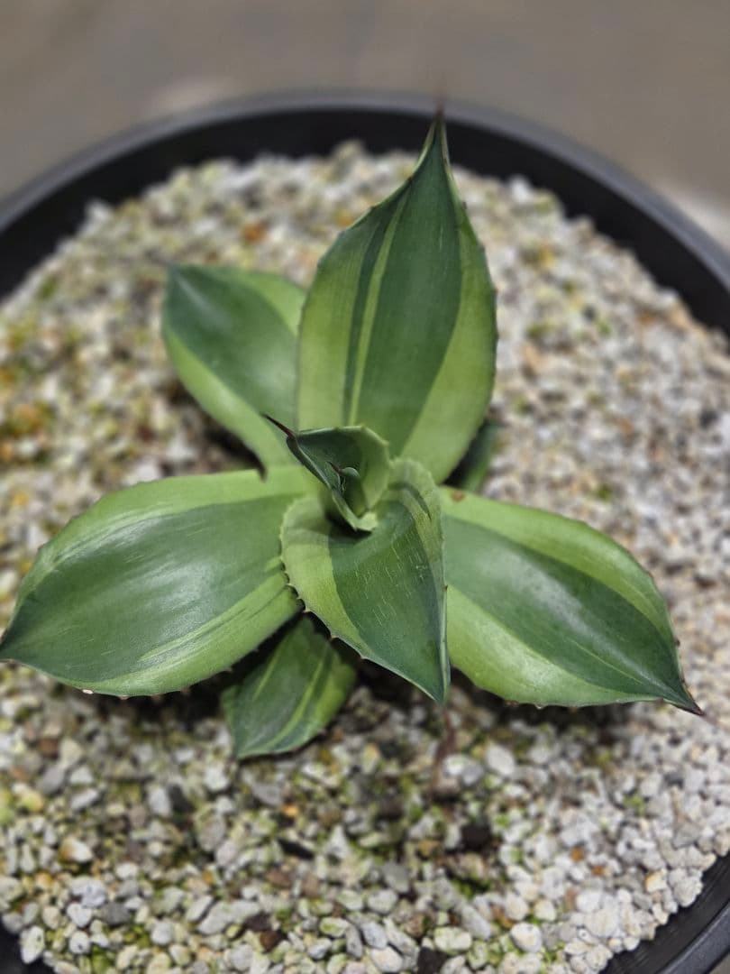 アガベ オバティフォリア キラー