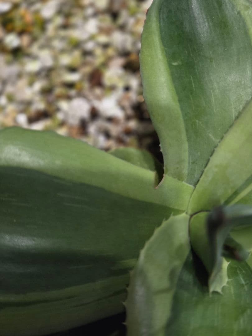 アガベ オバティフォリア キラー