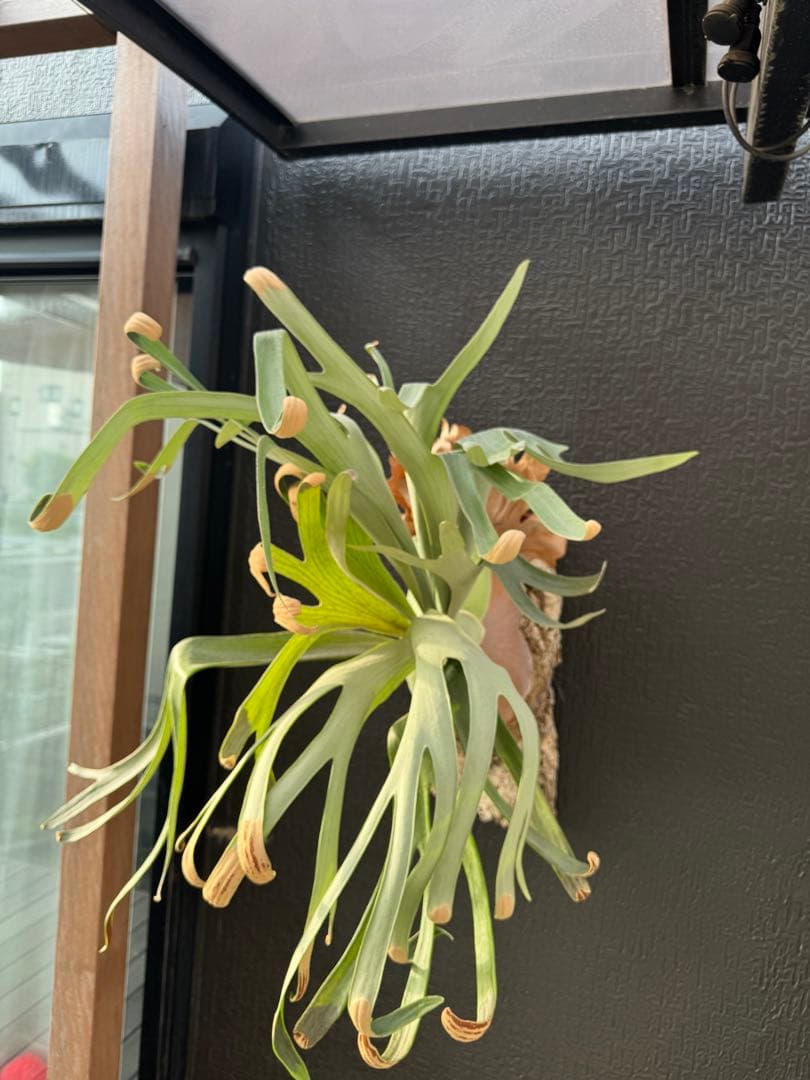 P.Hanabi 現品 ビカクシダ