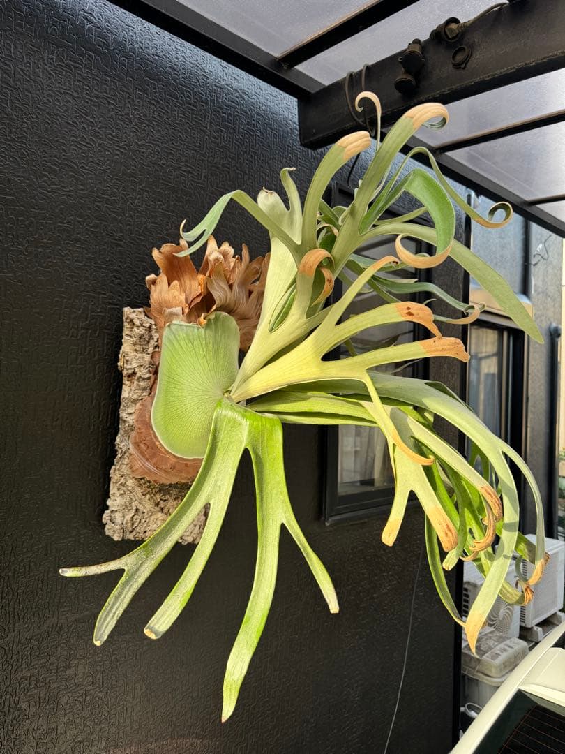 P.Hanabi 現品 ビカクシダ