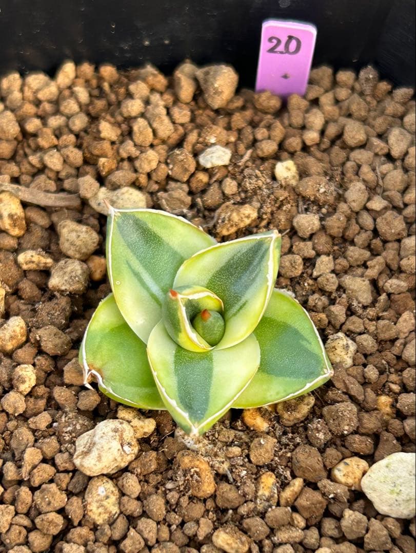 アガベ ピンキー 王妃笹の雪Ａ型　黄覆輪斑