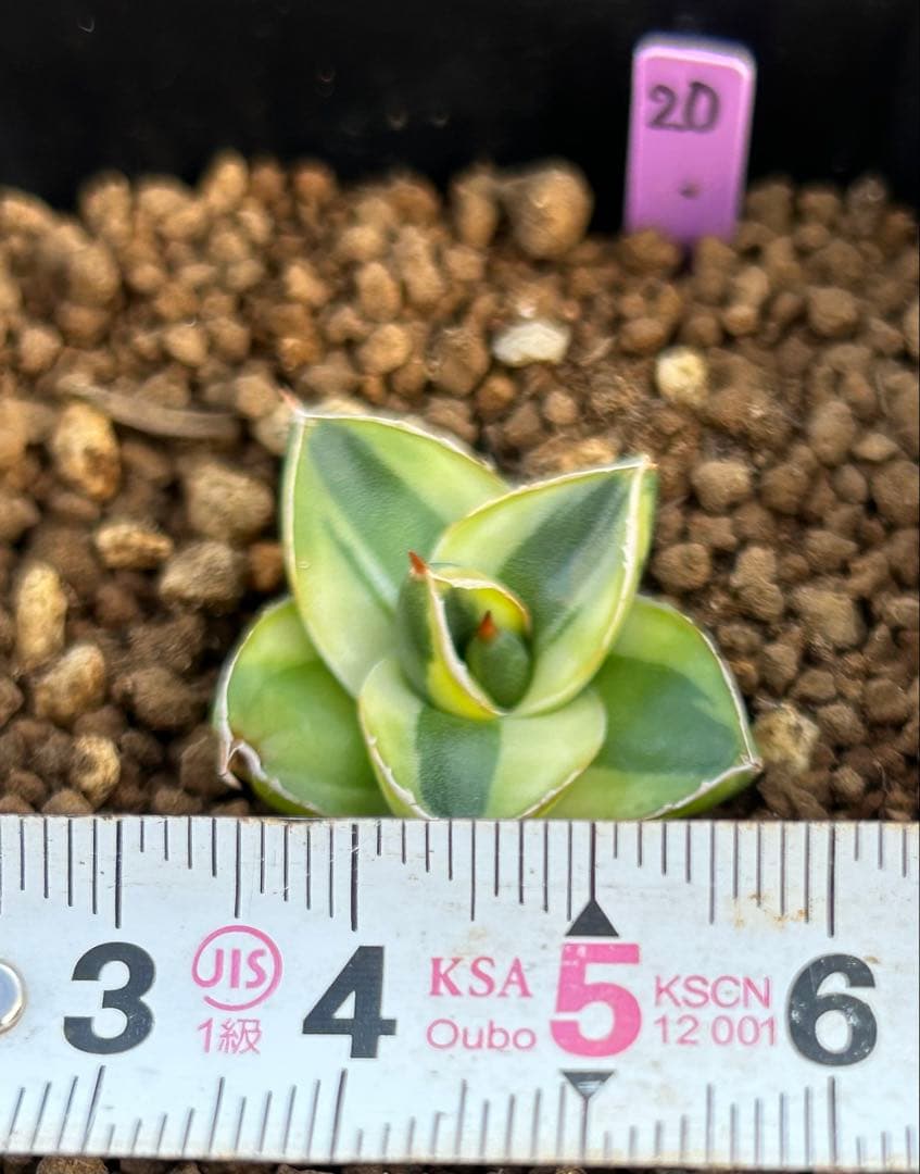 アガベ ピンキー 王妃笹の雪Ａ型　黄覆輪斑