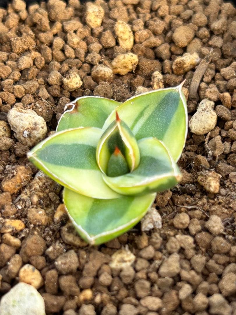 アガベ ピンキー 王妃笹の雪Ａ型　黄覆輪斑