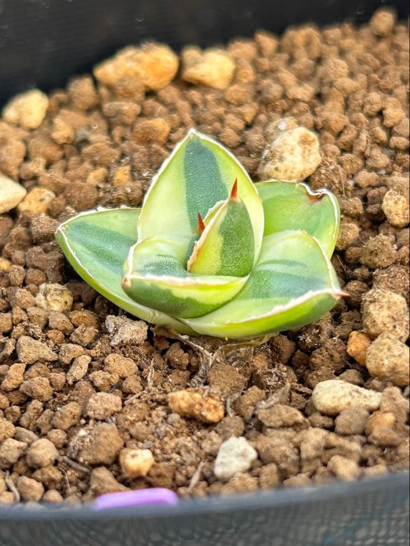 アガベ ピンキー 王妃笹の雪Ａ型　黄覆輪斑