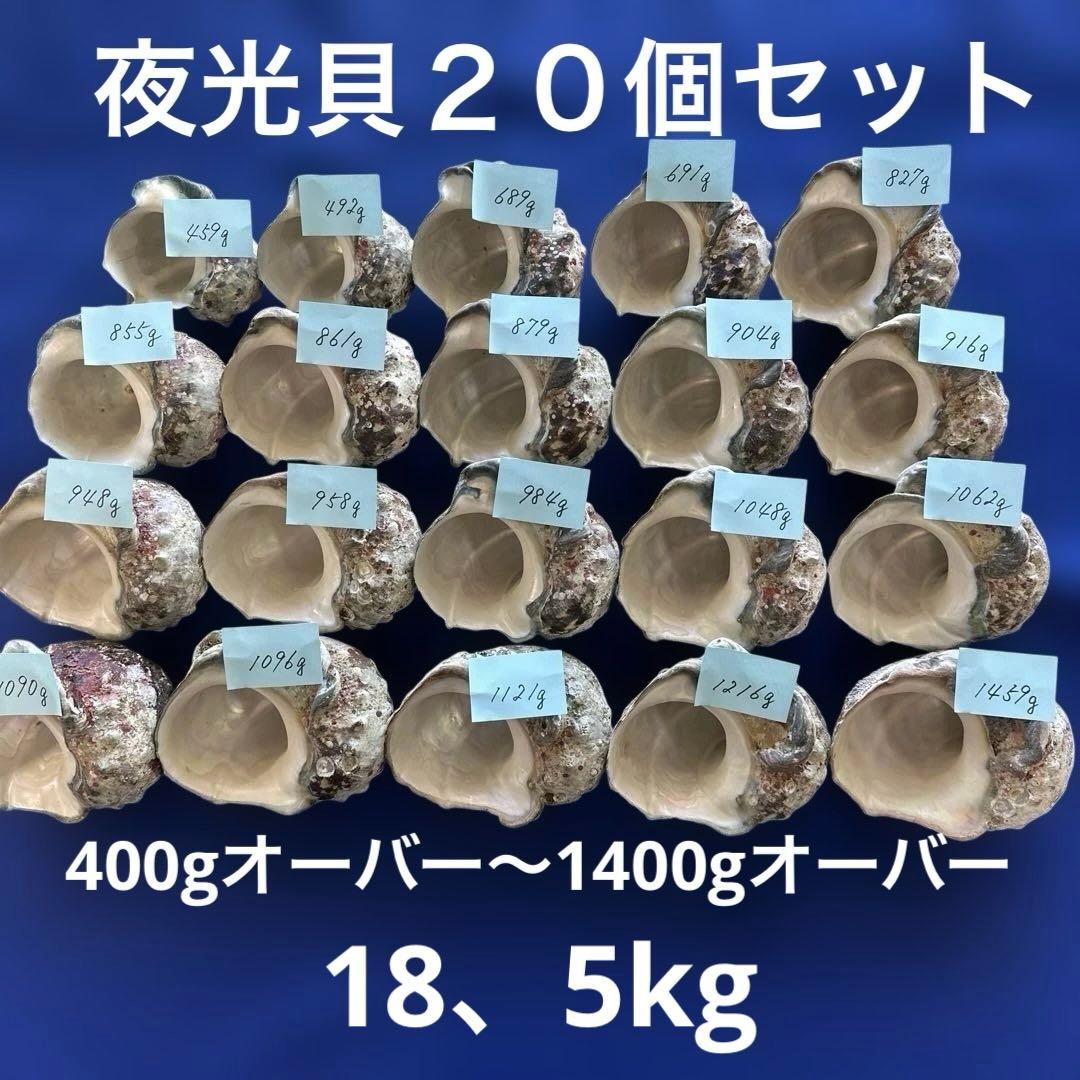 夜光貝　ヤコウ貝　まとめ売り　20個　18、5kg アクセサリー　ルアー