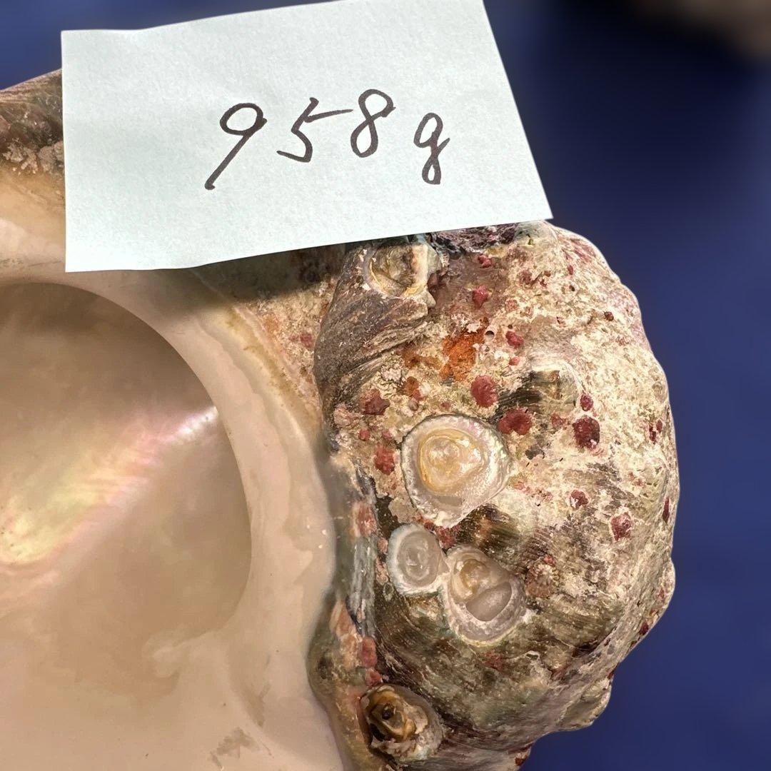 夜光貝　ヤコウ貝　まとめ売り　20個　18、5kg アクセサリー　ルアー