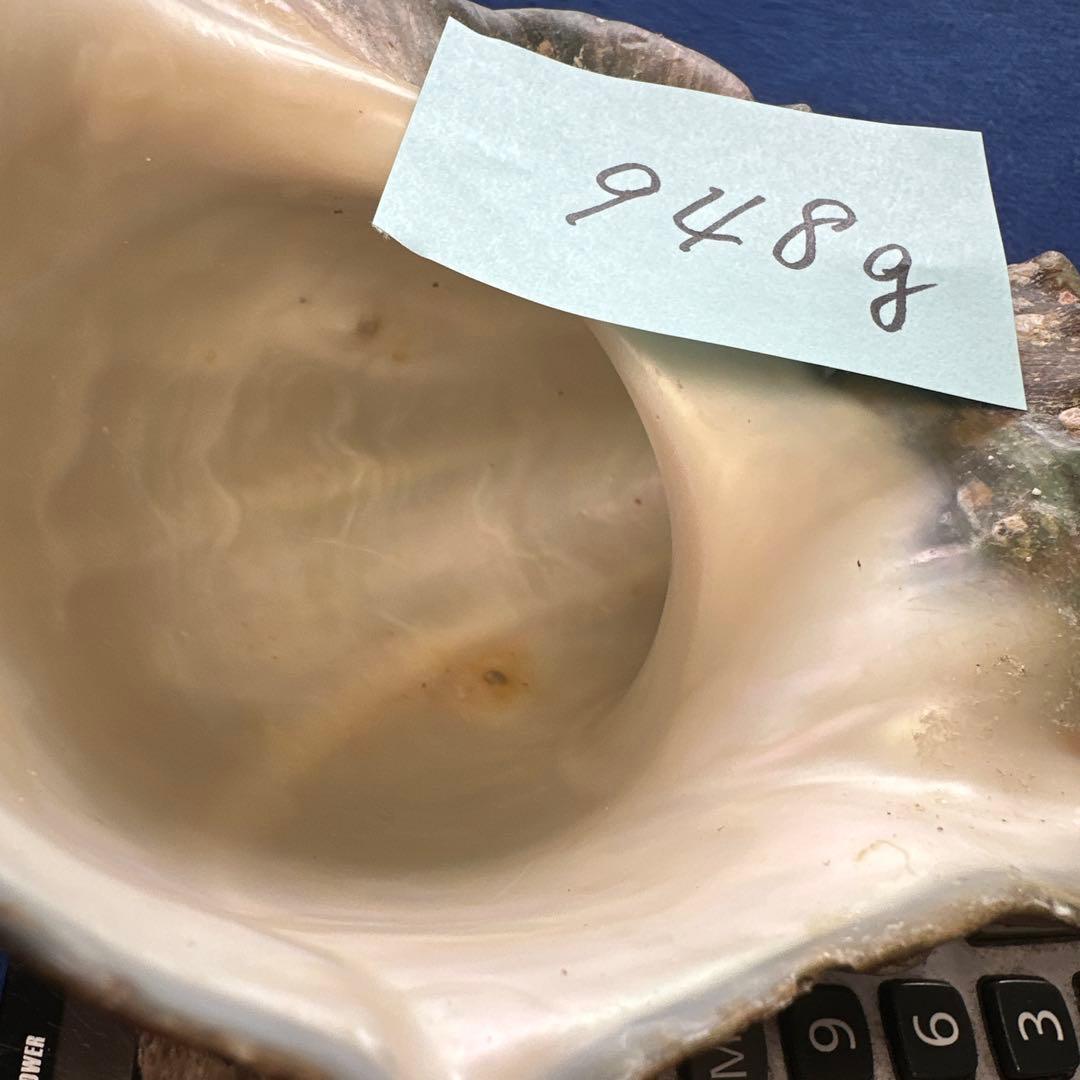 夜光貝　ヤコウ貝　まとめ売り　20個　18、5kg アクセサリー　ルアー