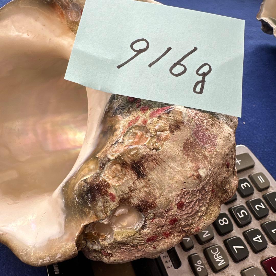 夜光貝　ヤコウ貝　まとめ売り　20個　18、5kg アクセサリー　ルアー