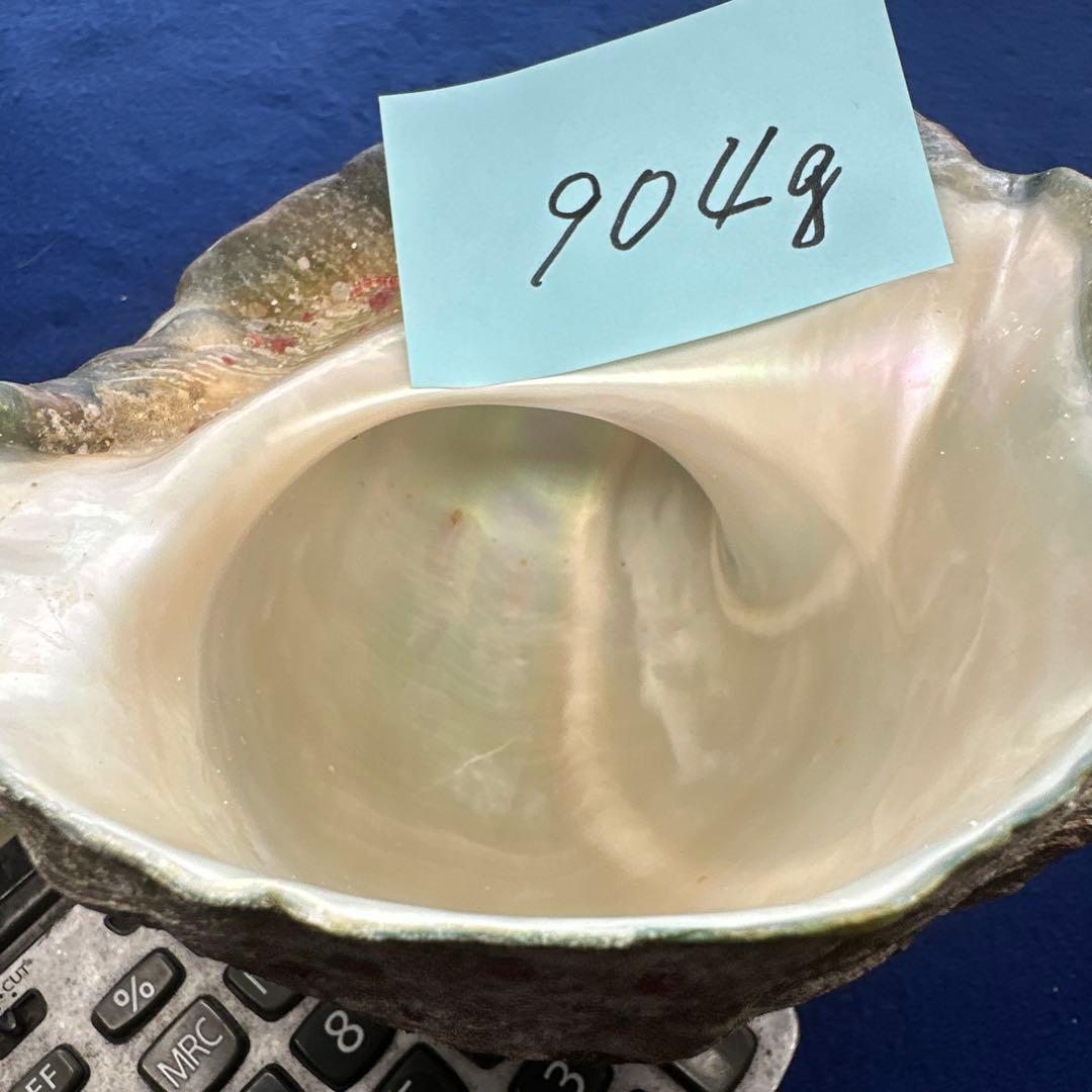 夜光貝　ヤコウ貝　まとめ売り　20個　18、5kg アクセサリー　ルアー