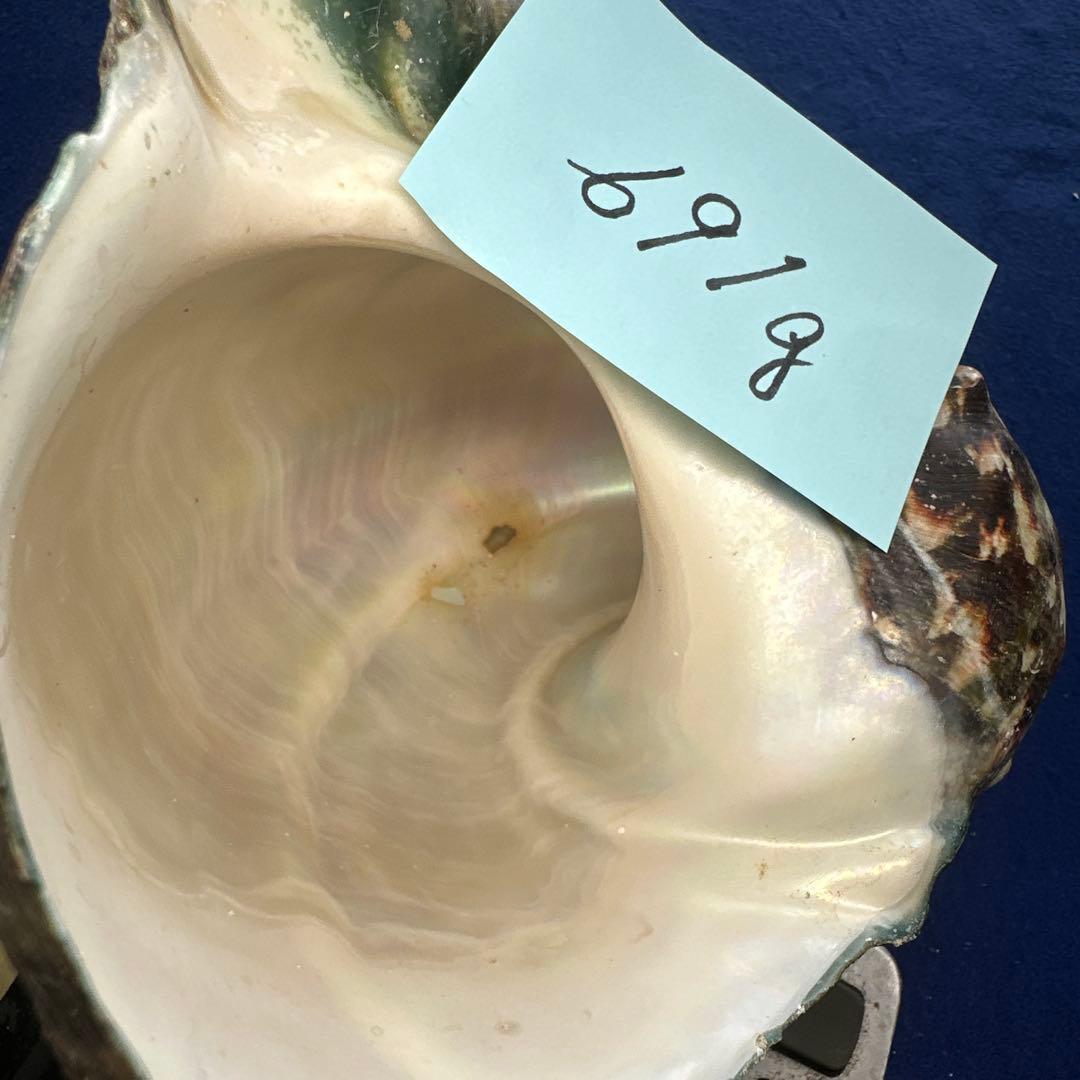 夜光貝　ヤコウ貝　まとめ売り　20個　18、5kg アクセサリー　ルアー