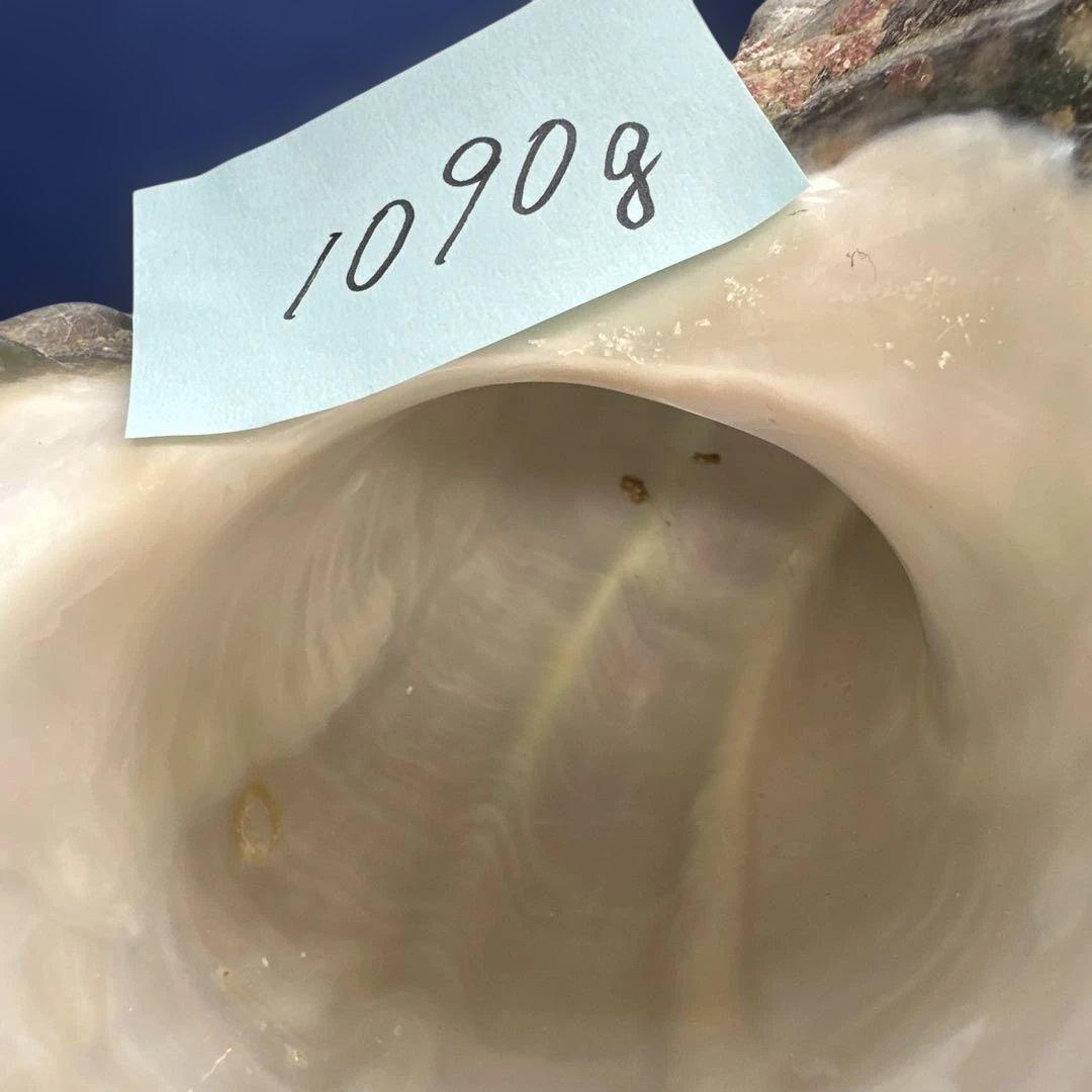 夜光貝　ヤコウ貝　まとめ売り　20個　18、5kg アクセサリー　ルアー