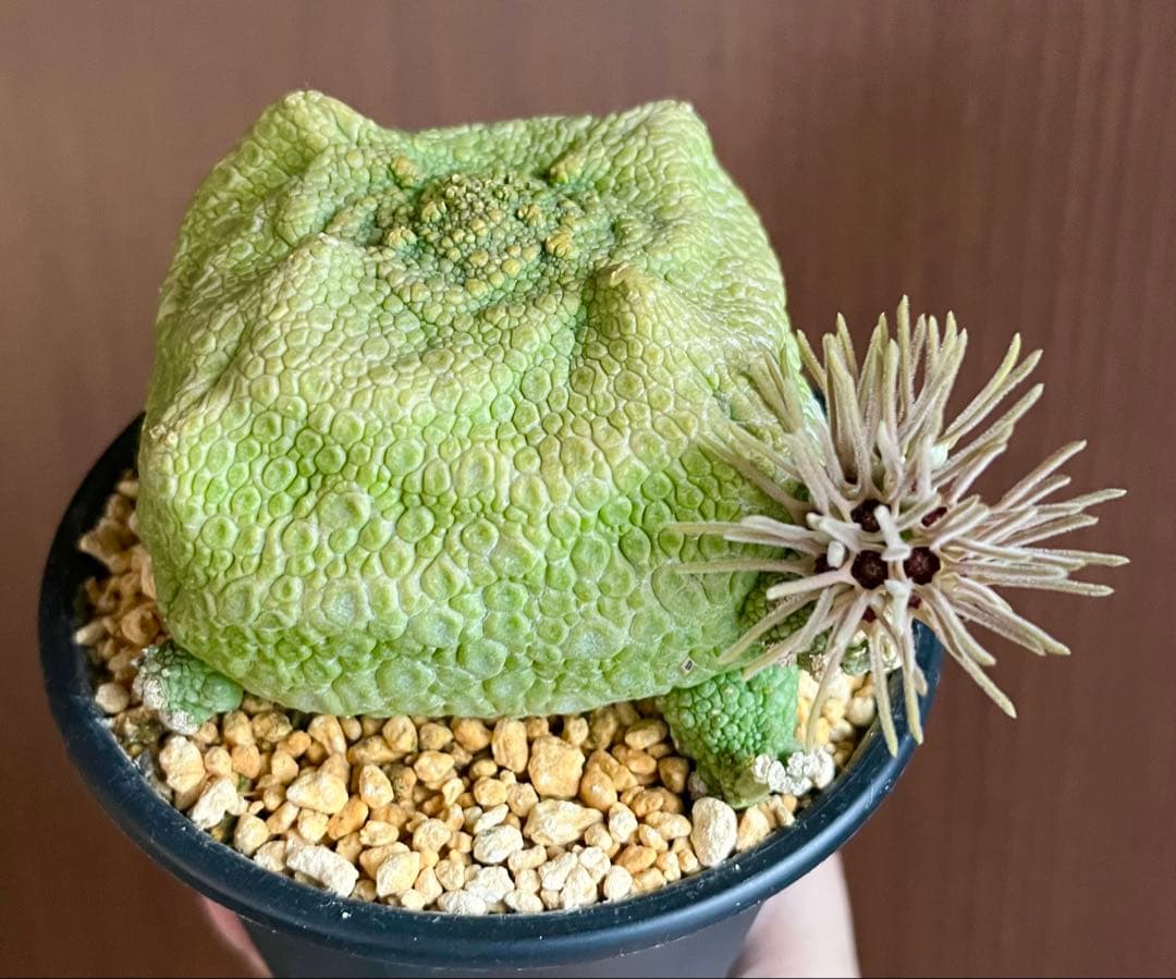 【激レア/超大株】プセウドリトス・クビフォルメ鉢植え